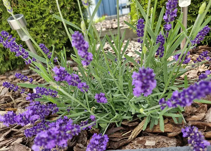 بيت للعطل A&m *